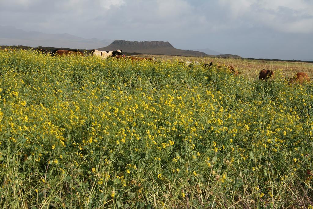 Snorrastadir Farm Holidays Borgarnes Eksteriør billede